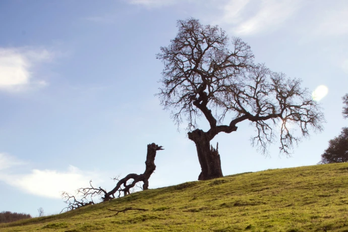 A landscape with a tree with a broken branch