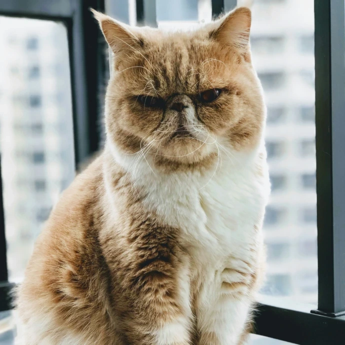 Un gato de pelaje blanco y naranja claro, de cara chata, mirando fijamente a la cámara con una expresión de enfado o descontento.